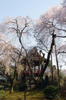 西行桜.jpg