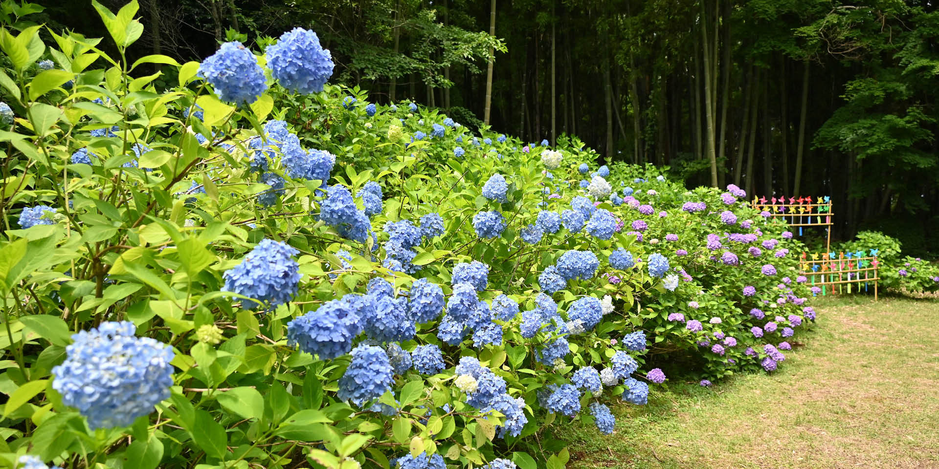 紫陽花まつり