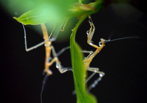 カマキリの画像