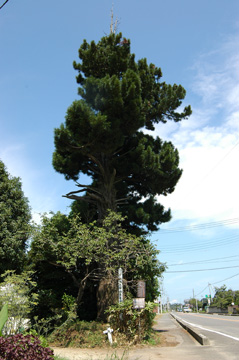コウヤマキ(こうやまき) 市指定天然記念物 | 大田原市 コウヤマキ(こうやまき) 市指定天然記念物 | 大田原市