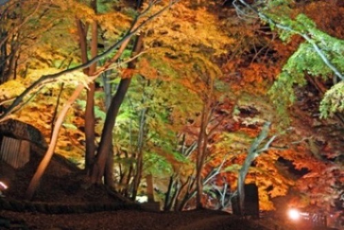 御殿山公園の紅葉の夜間ライトアップの写真