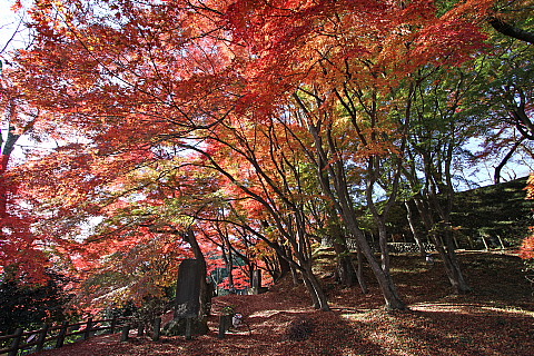 御殿山の紅葉