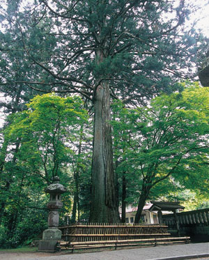 雲巌寺のスギ（うんがんじのすぎ）