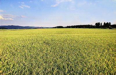 田園風景