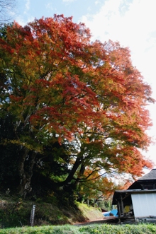 鹿島神社のモミジ.jpg