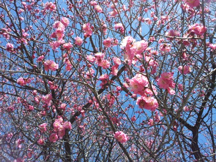 やっと梅の花がほころびました