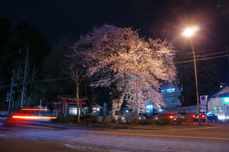 経塚稲荷神社の彼岸桜