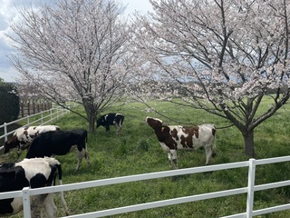 牧場