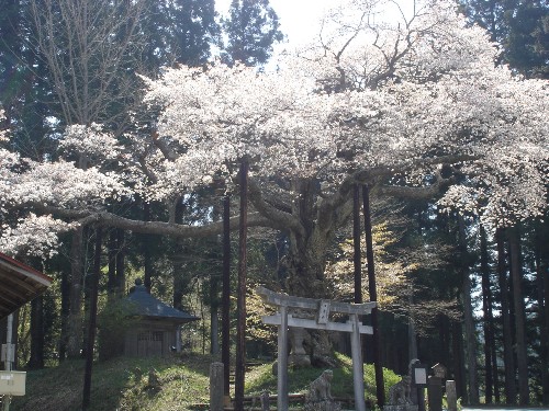 桜の画像