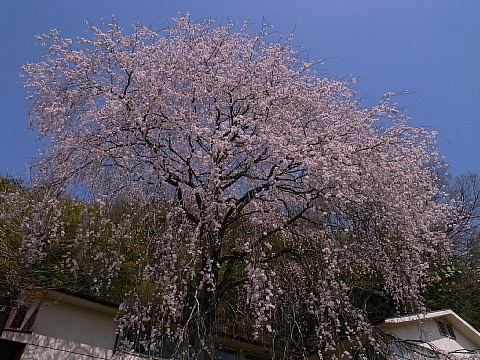 旧北野上小学校の枝垂れ桜
