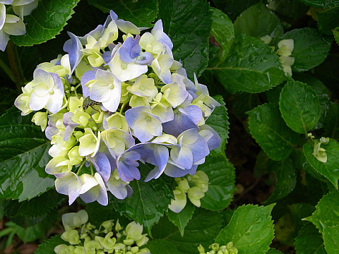 雨上がりの紫陽花