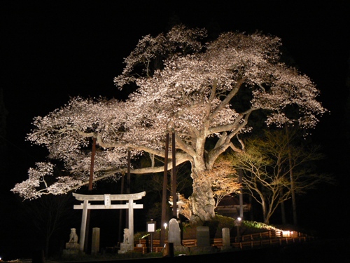 「磯上の山桜」 