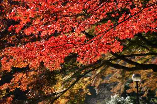 御殿山の紅葉