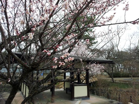 花に囲まれた東屋で