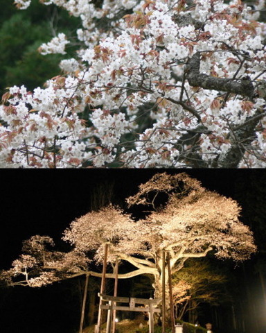 「磯上の山桜」 