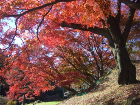 御殿山公園