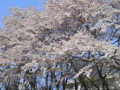 桜の画像