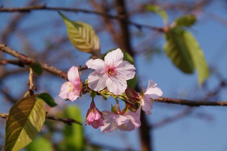 秋の河津桜