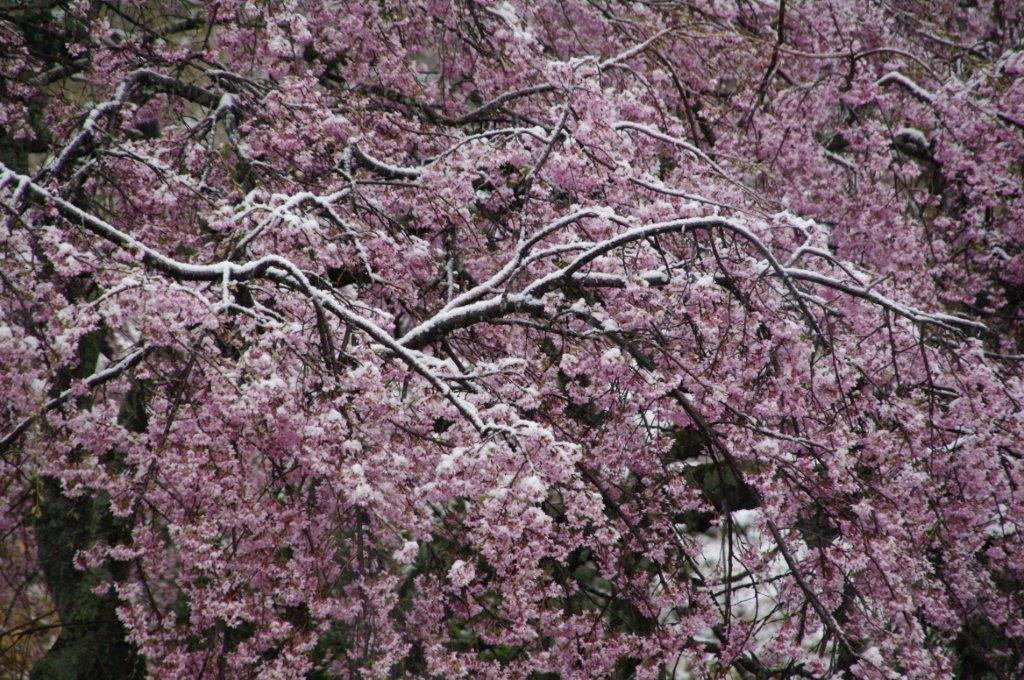 桜隠し