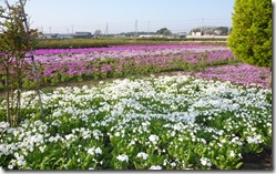 日本桜草