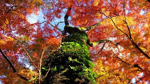 佐久山の紅葉