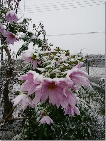 雪化粧の皇帝ダリア