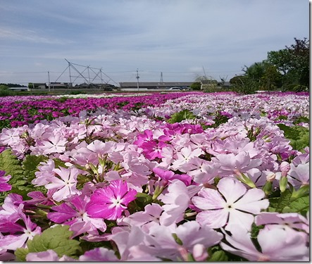 日本桜草.jpg