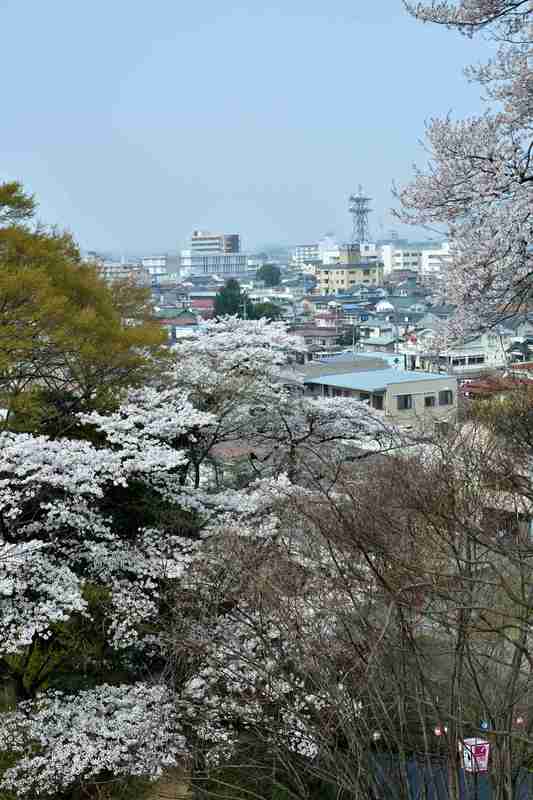 龍城公園のさくら.jpg