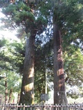 大田原神社の夫婦杉