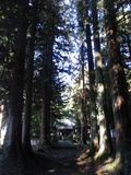 実取湯泉神社の杉並木