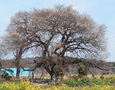 小山田宅のウメ