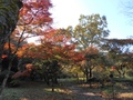 芭蕉公園のイロハモミジ