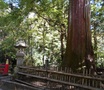 雲巌寺山門下のスギ