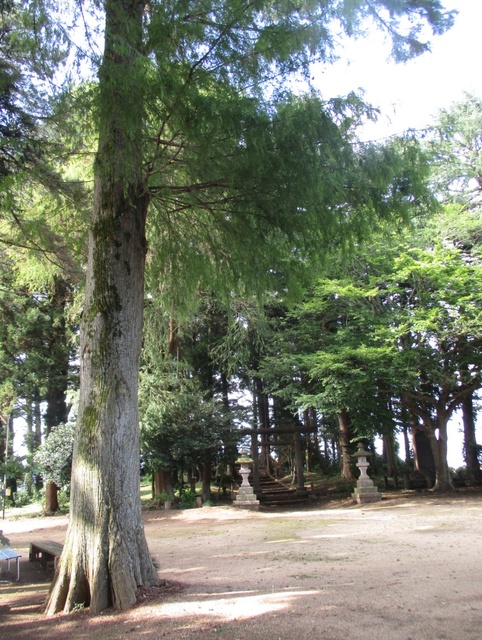 西郷神社のヌマスギ