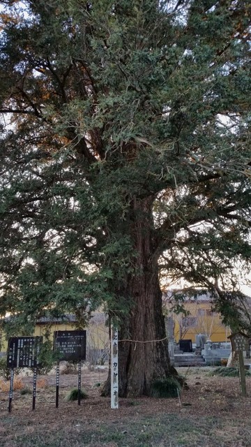 高性寺のカヤ