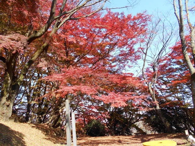 御殿山公園のイロハモミジ