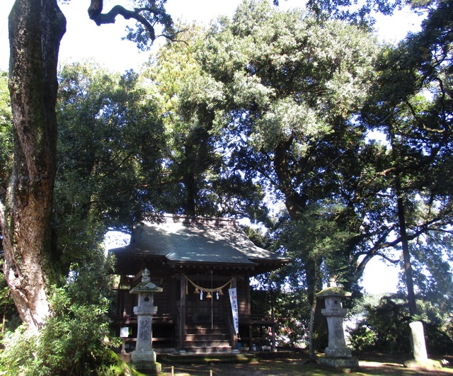 湯泉神社のアカガシ