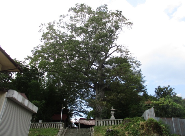 八雲神社のケヤキ