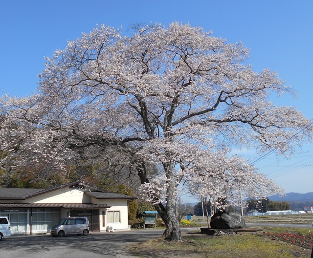 桧木沢のサクラ