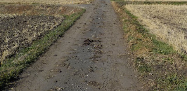 道路汚損の状況①