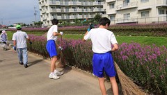 ミソハギロード管理　中学生のお手伝い