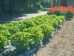 雲岩寺2 雲岩寺