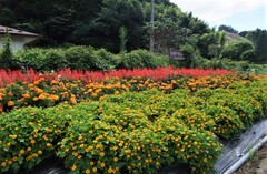 須賀川中